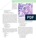U N I T I I Diseases of Organ Systems 1 4 8: Escherichia Coli