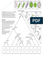 DichotomousKey Activity