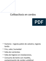 Colibacilosis en Cerdos - Pptx7° Sem