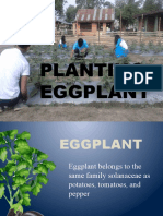Planting Eggplant