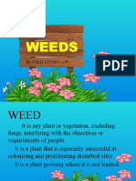 Weeds: By: Job D. Lucero, LPT