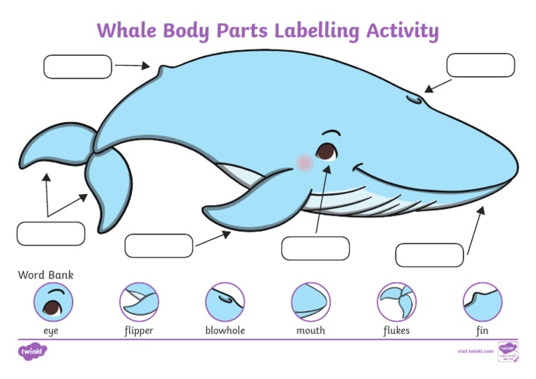 t-e-1649690836-eyfs-whale-body-parts-labelling-activity_ver_2 | PDF