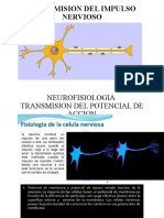 Funcion Neuronal y Glia