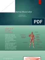 Sistema Muscular