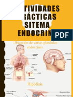 Actividades Prácticas - Endocrino-MA3