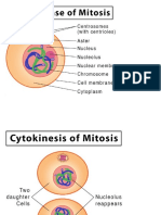 The Stages and Purpose of Mitosis
