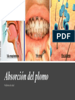 Absorción Del Plomo