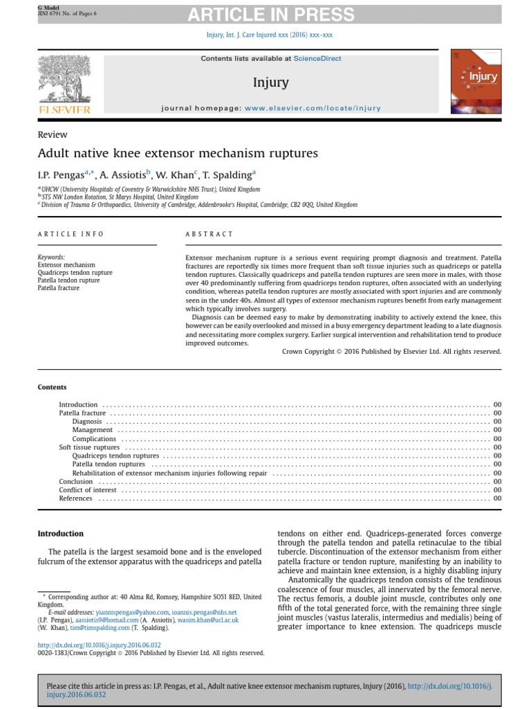 Knee Extensor | PDF | Knee | Musculoskeletal System