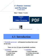 Hole's Human Anatomy and Physiology: Shier Butler Lewis