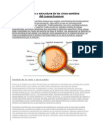 Anatomía y Estructura de Los Cinco Sentidos
