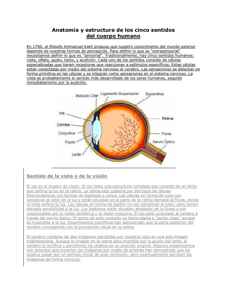 Anatomía Y Estructura De Los Cinco Sentidos Pdf Percepción Visual
