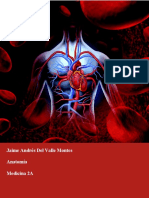 Trabajo de Venas y Arterias Anatomia