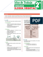 La-organologia-vegetal-para-Segundo-Grado-de-Secundaria