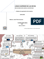 Taurino Mora Mapa Mental