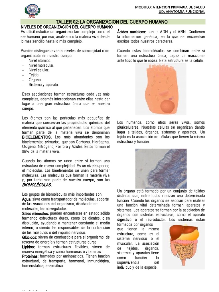 Taller 2 - Organización Del Cuerpo Humano - A | PDF | Citoplasma ...