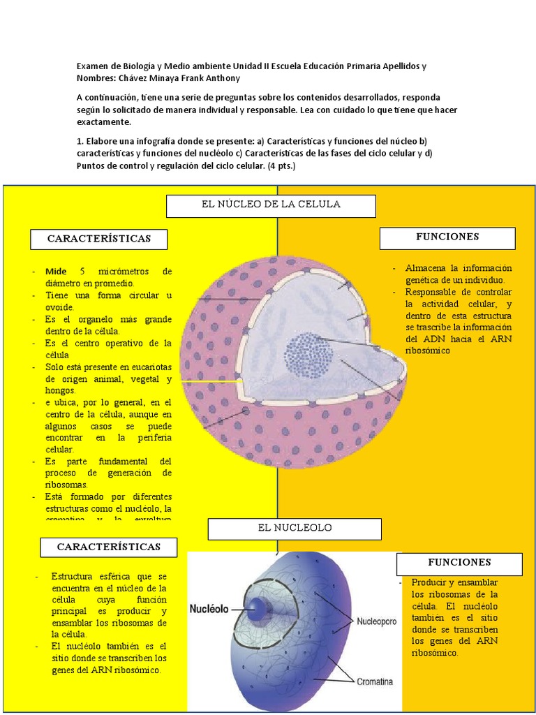 Núcleo y Nucléolo: Funciones Celulares | PDF | Mitosis | Adn