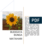 Budidaya Bunga Matahari