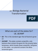 AP Biology Bacterial Transformation