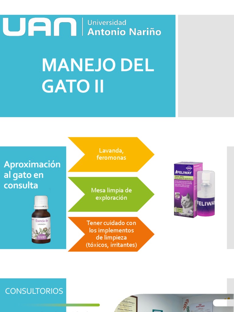 Guía práctica para el examen clínico de gatos | PDF | Gatos | Examen físico