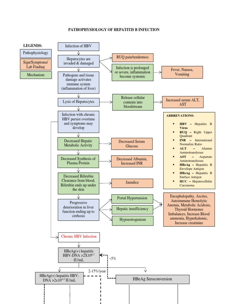 Pathophysiology of Hepatitis B Infection | PDF | Hepatitis | Hepatitis B