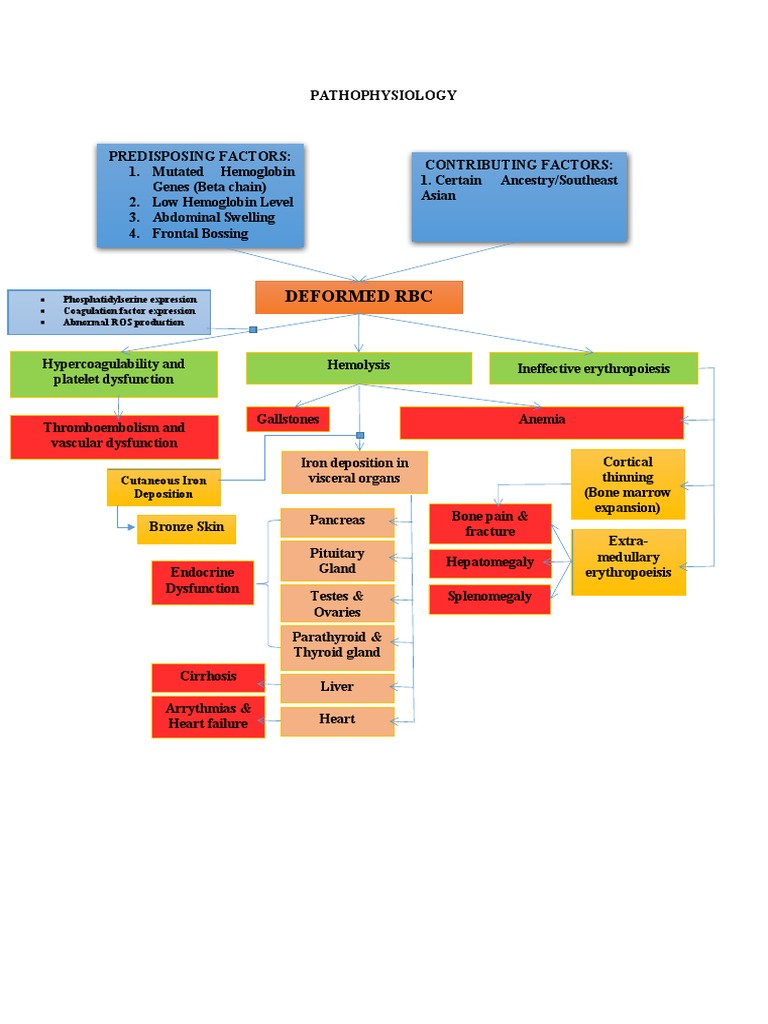 Pathophysiology Thalassemia | PDF | Endocrine System | Anatomy