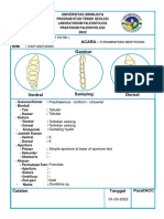 03071282126050 Ananda Giselle Foraminifera Benthonik