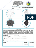 Paleon-Protozoa Dan Foraminifera Bentonik