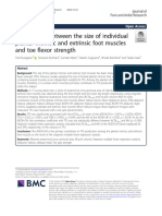 Associations Between The Size of Individual Plantar Intrinsic and Extrinsic Foot Muscles and Toe Flexor Strengthjournal of Foot and Ankle Research