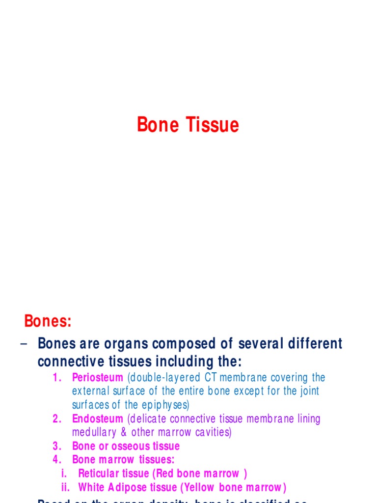 Bone Tissue | PDF | Bone | Osteoblast