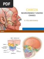 Estructura del Cráneo: Endobase y Exobase | PDF | Otorrinolaringología ...