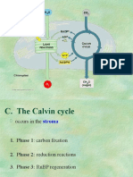 02b Photosynthesis