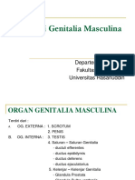 Genitalia Masculina (BM5 Unpatti)