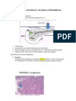 Histologia Pancreas