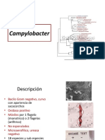 Campylobacter Bac DR.