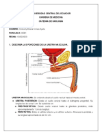 Uretra masculina y sondaje vesical