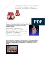 Activida Diseccion de Testiculos