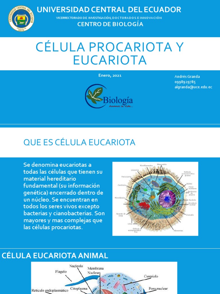 Estructura de Células Eucariotas y Procariotas | PDF | Biología Celular ...