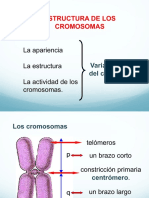 EstructuraCromosomas