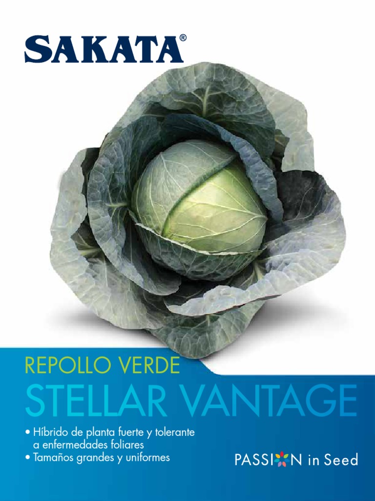 Repollo Stellar Vantage: Tolerante y Grande | PDF | Agricultura | Plantas