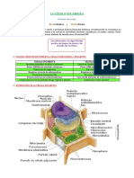 LA CÉLULA EUCARIOTA - 3ro