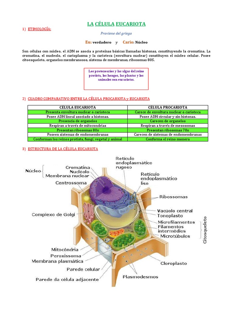 LA C LULA EUCARIOTA 3ro PDF Biolog a Celular Nucleo Celular