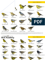 Warbler ID Cheat Sheet