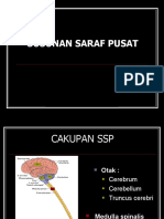 Fisiologi SSP