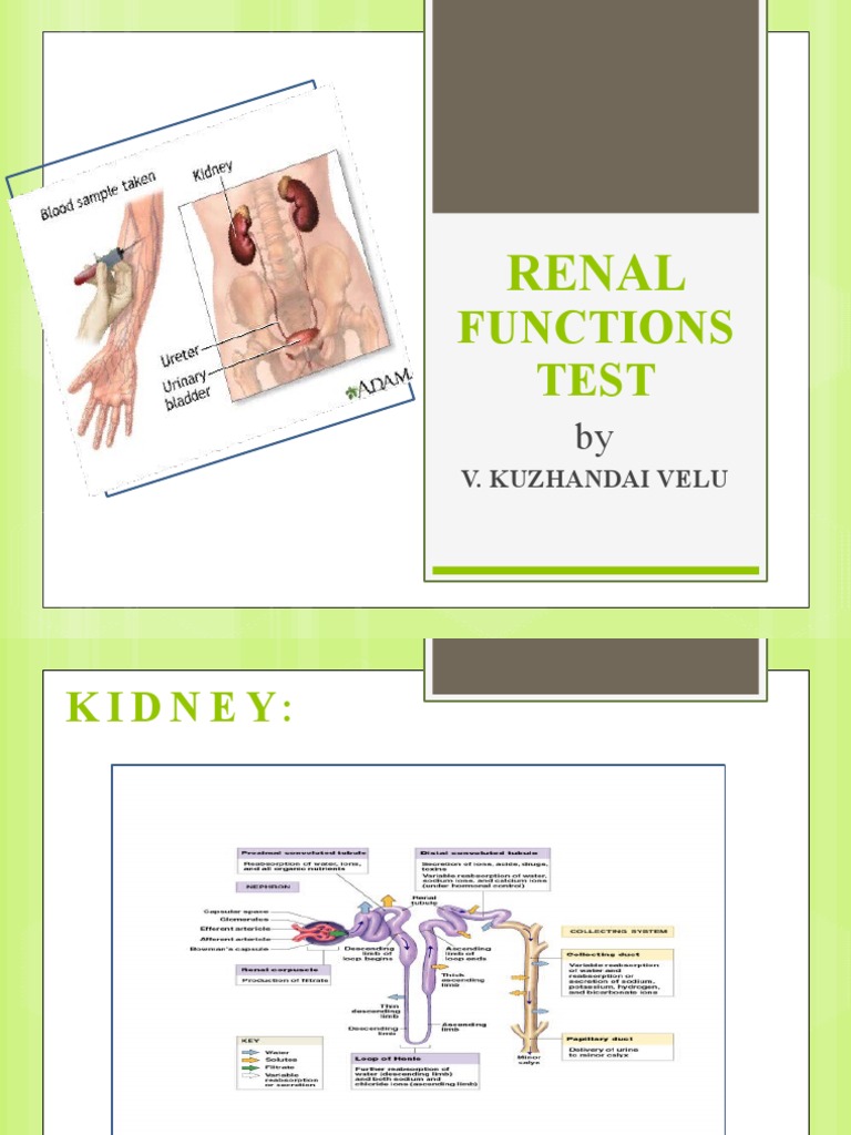 Renal Function Test | PDF | Renal Function | Creatinine