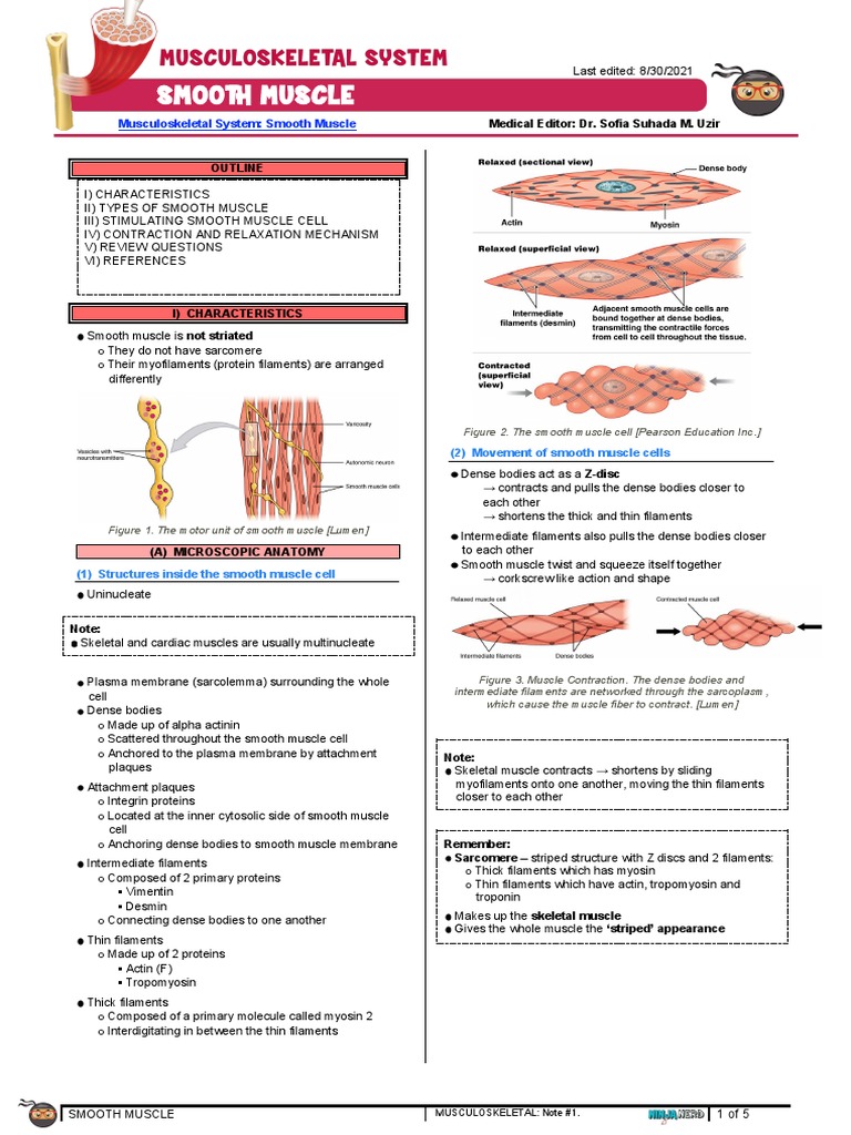 Characteristics and Mechanisms of Smooth Muscle | PDF | Muscle ...