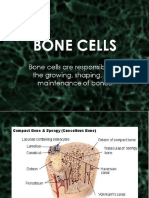 BONE-CELL