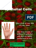 epithelial-cell-final