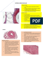 Sistema Cardiovascular