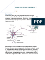 Nerve Cells: Structure and Function