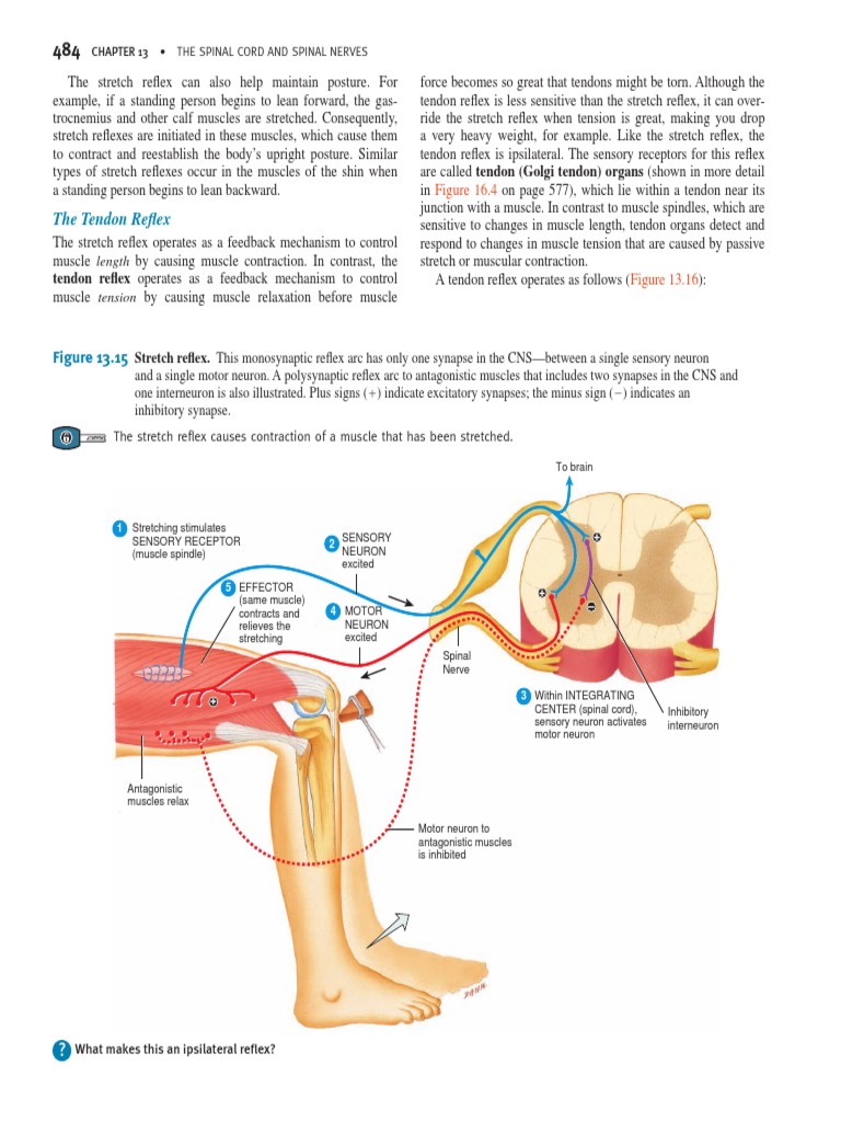 Reflexes in Muscle Control | PDF | Motor Neuron | Neuron